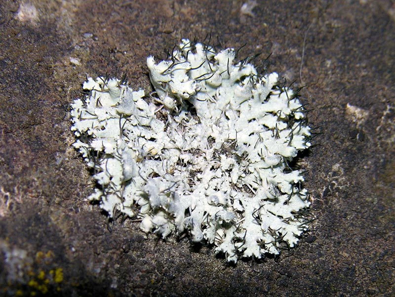 Anaptychia ciliaris? no, Physia adscendens