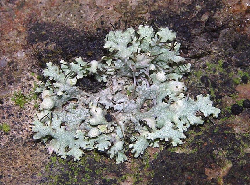 Anaptychia ciliaris? no, Physia adscendens