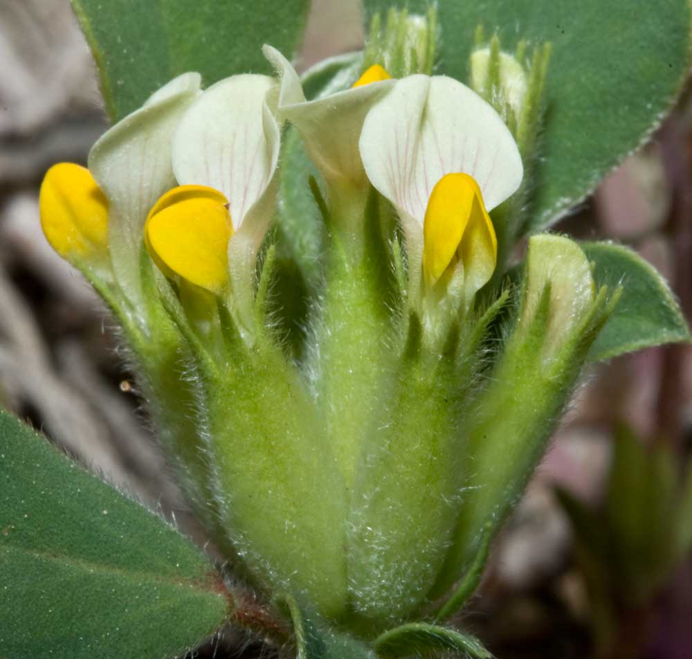 Tripodion tetraphyllum / Vulneraria annuale