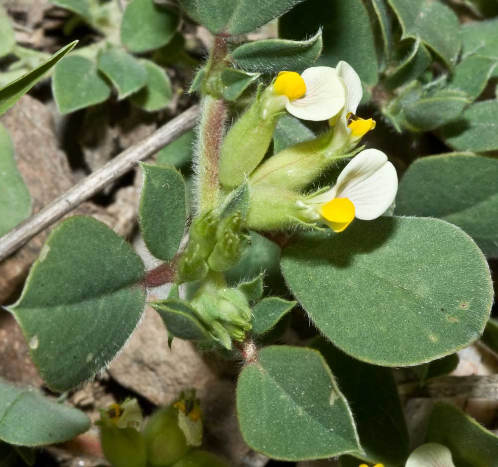 Tripodion tetraphyllum / Vulneraria annuale