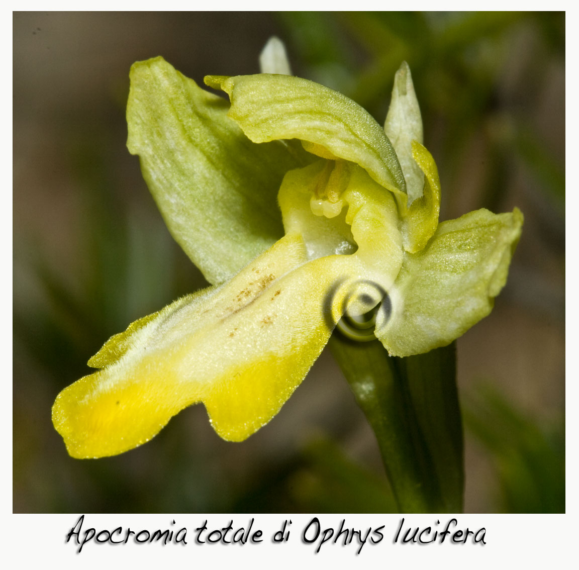 Una chicca!!!! Apocromia totale di O. lucifera