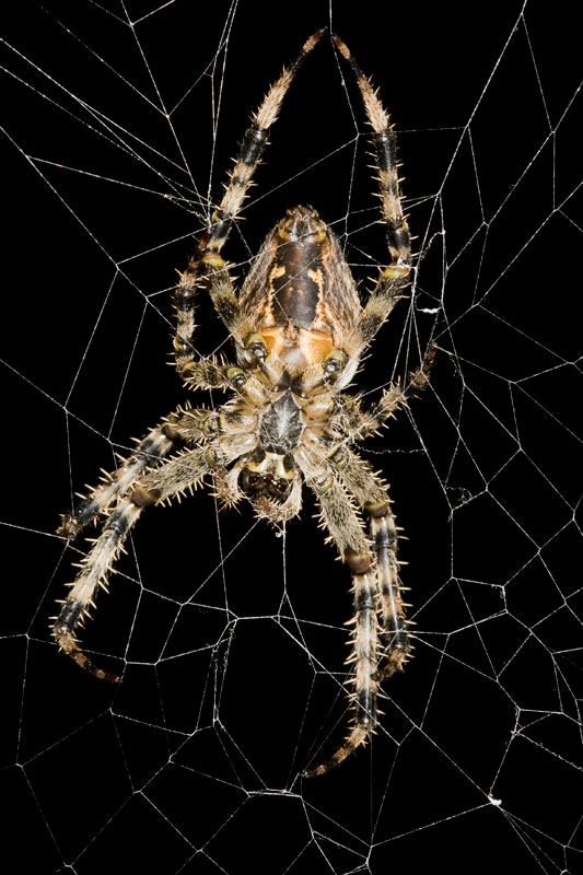 Araneus diadematus