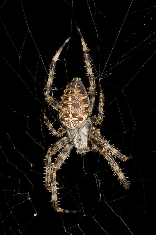 Araneus diadematus