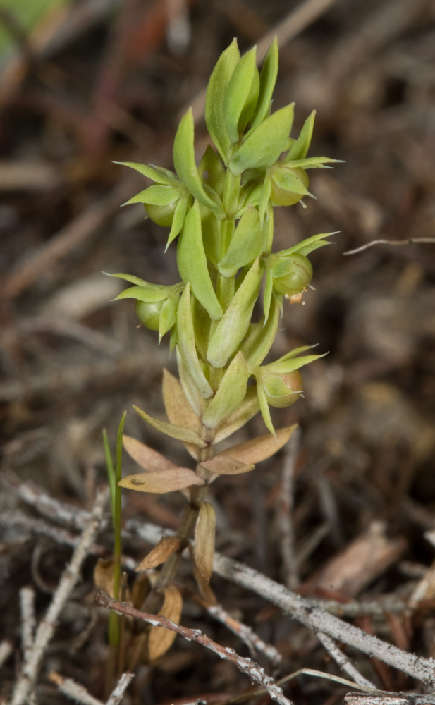 Asterolinon linum-stellatum / Lino stellato