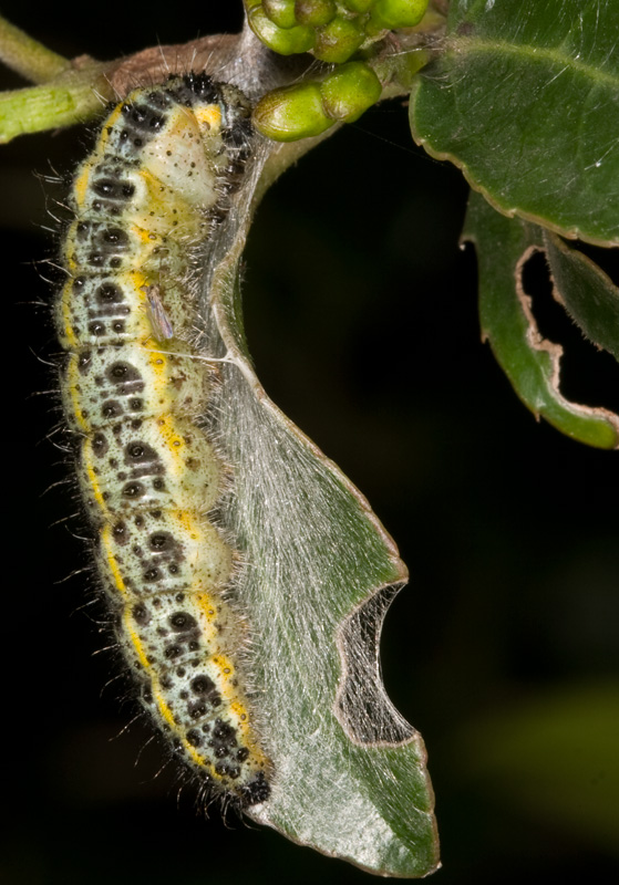 Bruco di Pieris brassicae