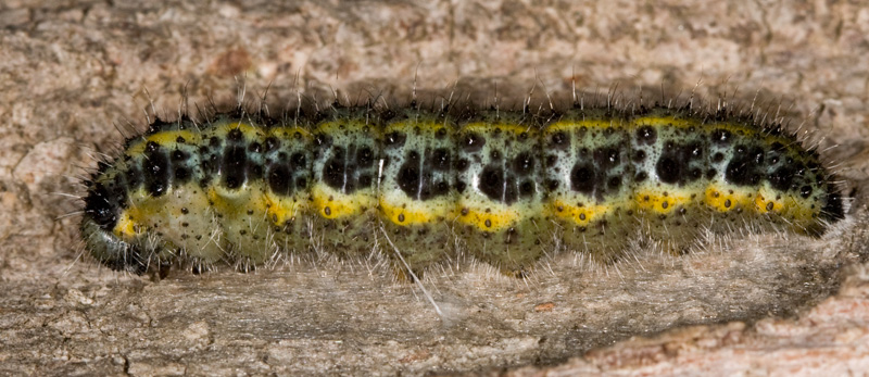 Bruco di Pieris brassicae