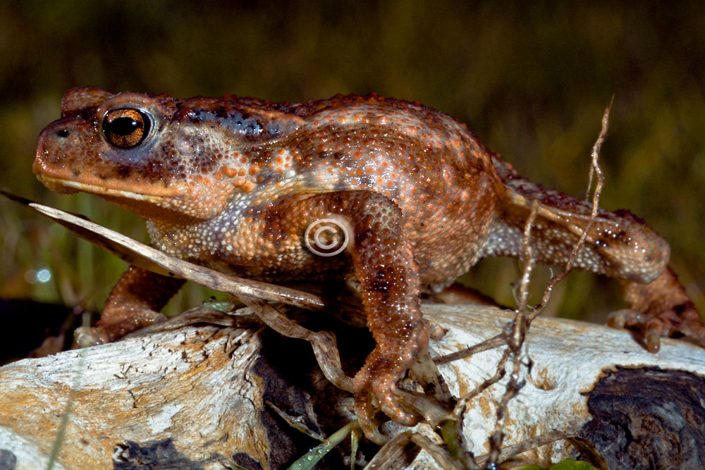 Un Bufo bufo anche x me!