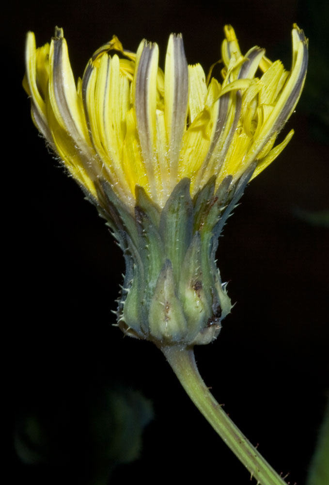 Sonchus asper / Grespino spinoso