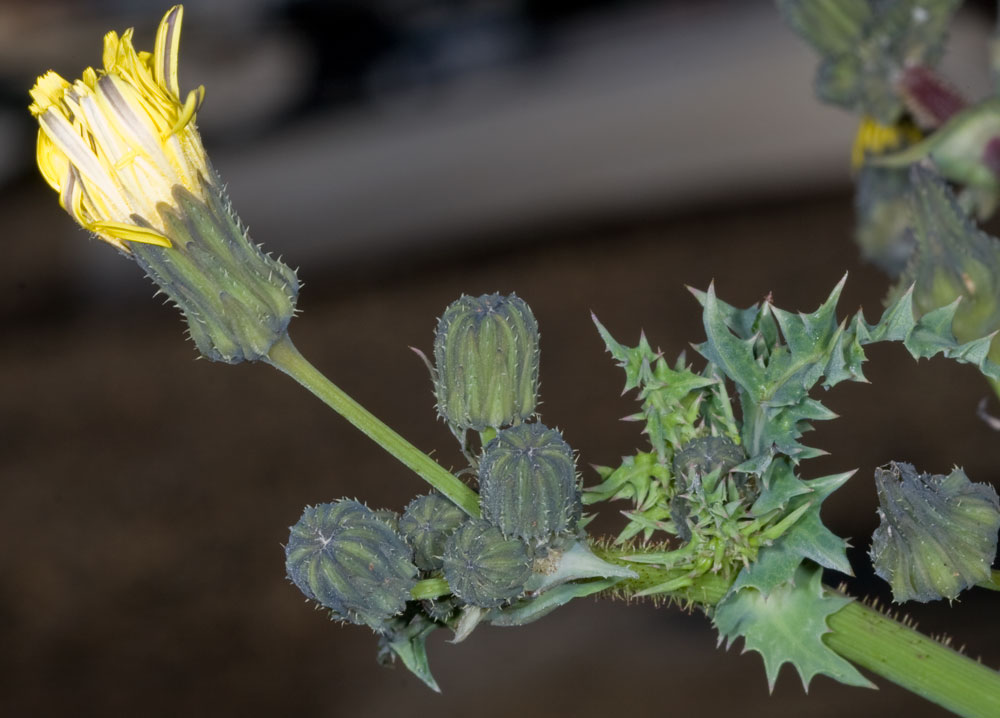 Sonchus asper / Grespino spinoso