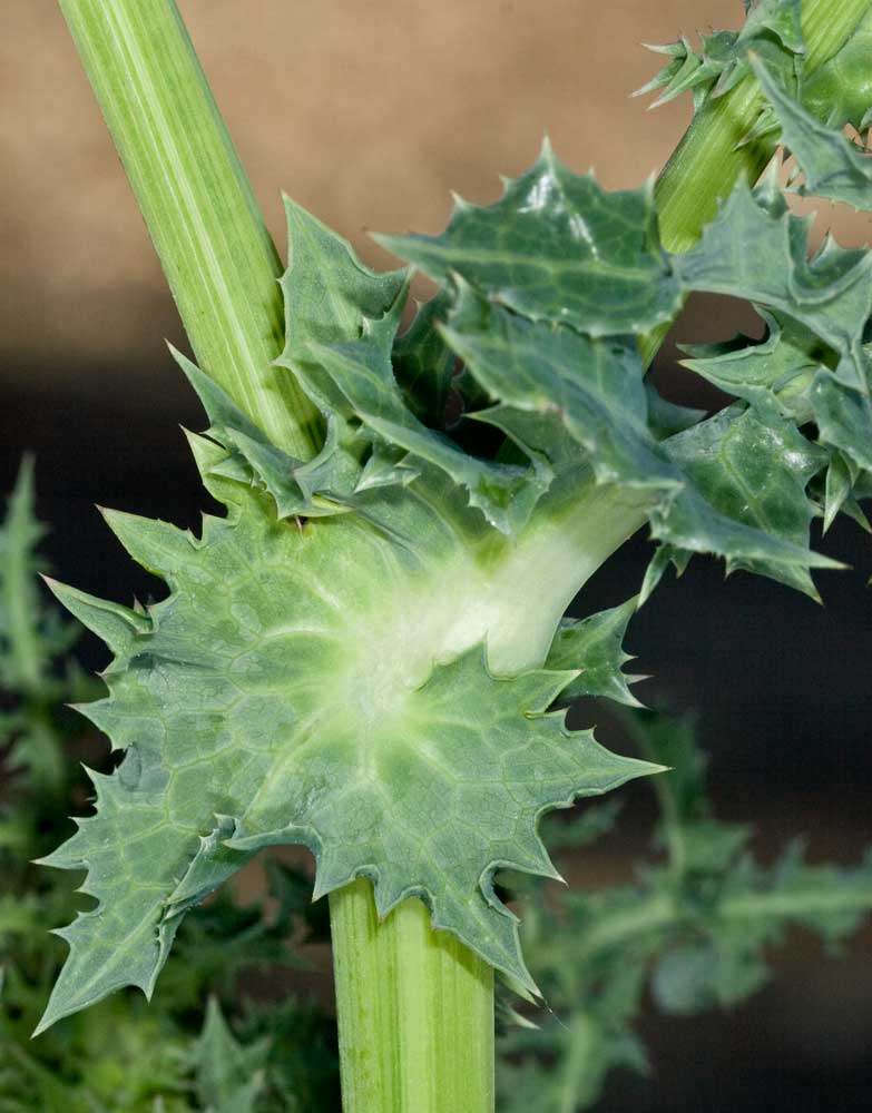 Sonchus asper / Grespino spinoso