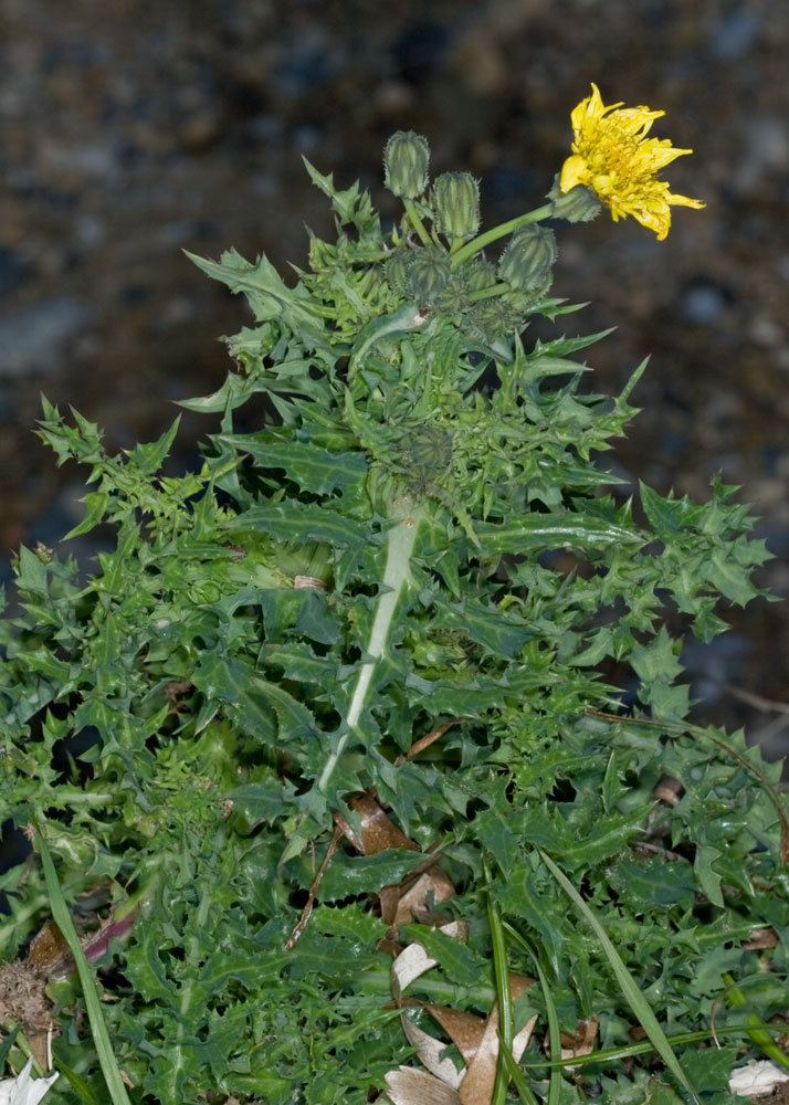 Sonchus asper / Grespino spinoso