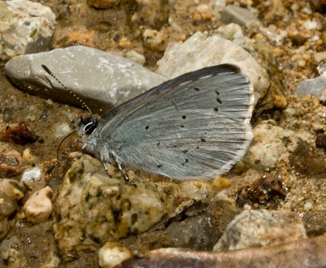 Celastrina argiolus