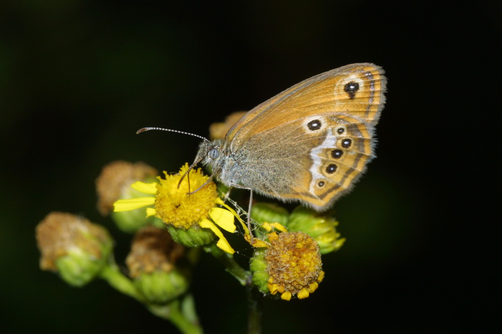 Coenonympha sp.