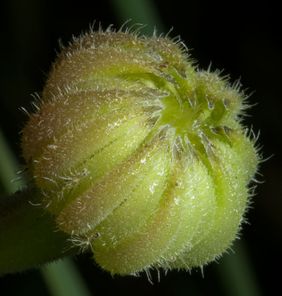 Hedypnois rhagadioloides (=Hedypnois cretica) / Radicchio tubuloso