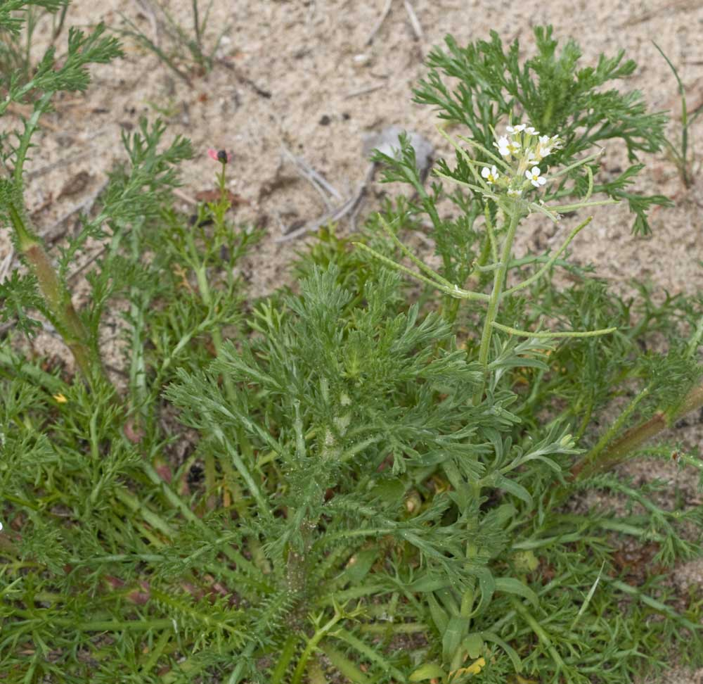 Malcomia ramosissima / Malcomia