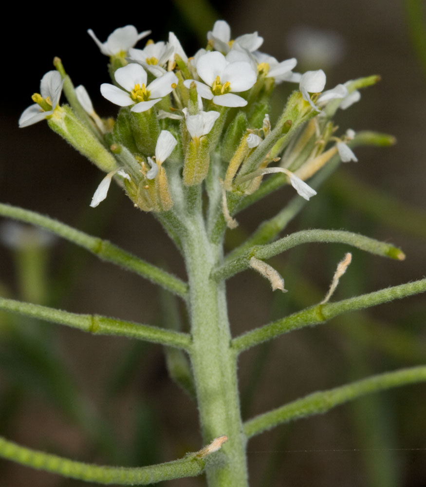 Malcomia ramosissima / Malcomia