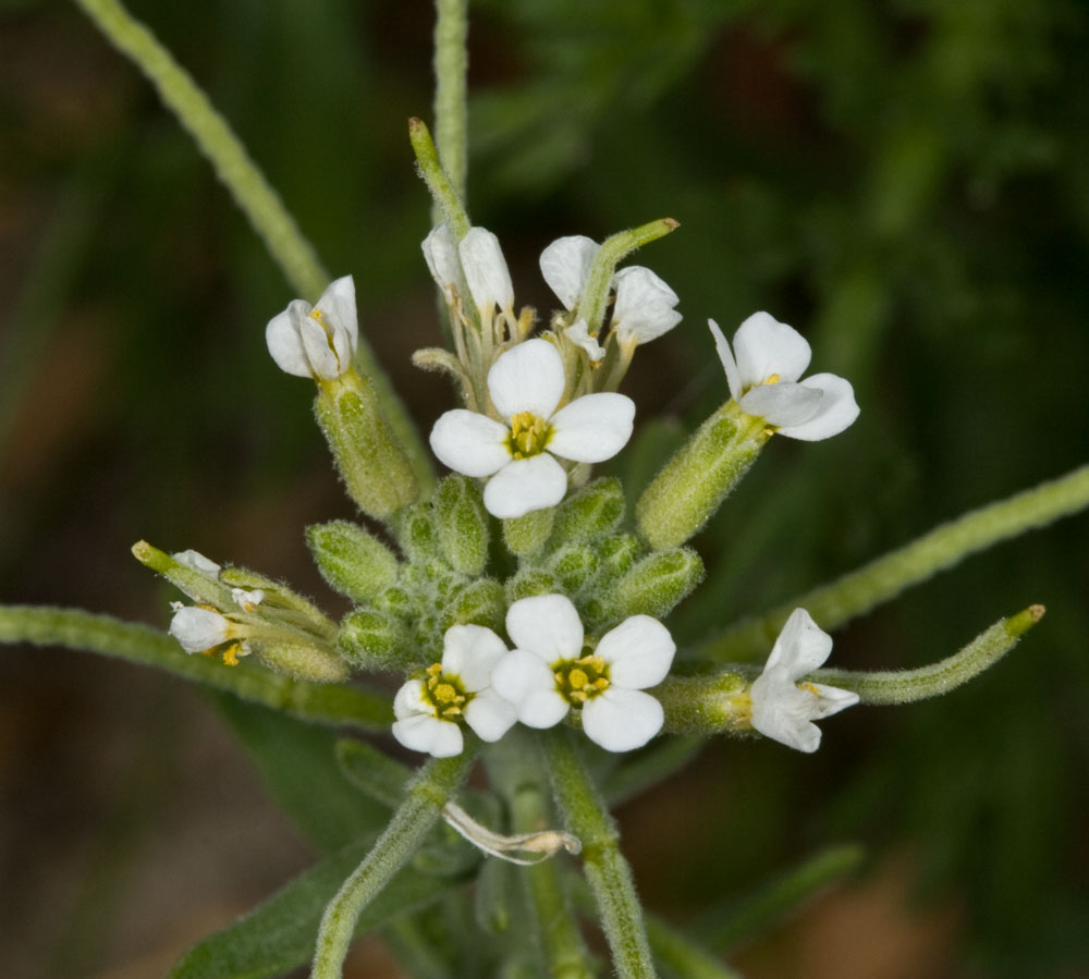 Malcomia ramosissima / Malcomia