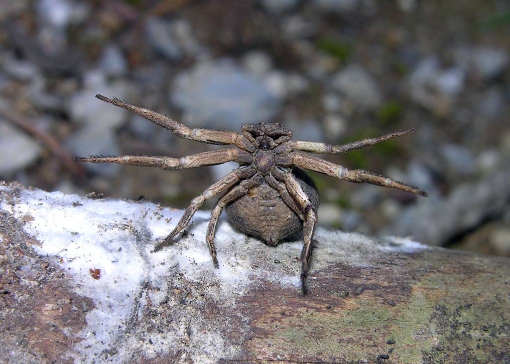 Ragno gladiatore (Xysticus (bufo?))