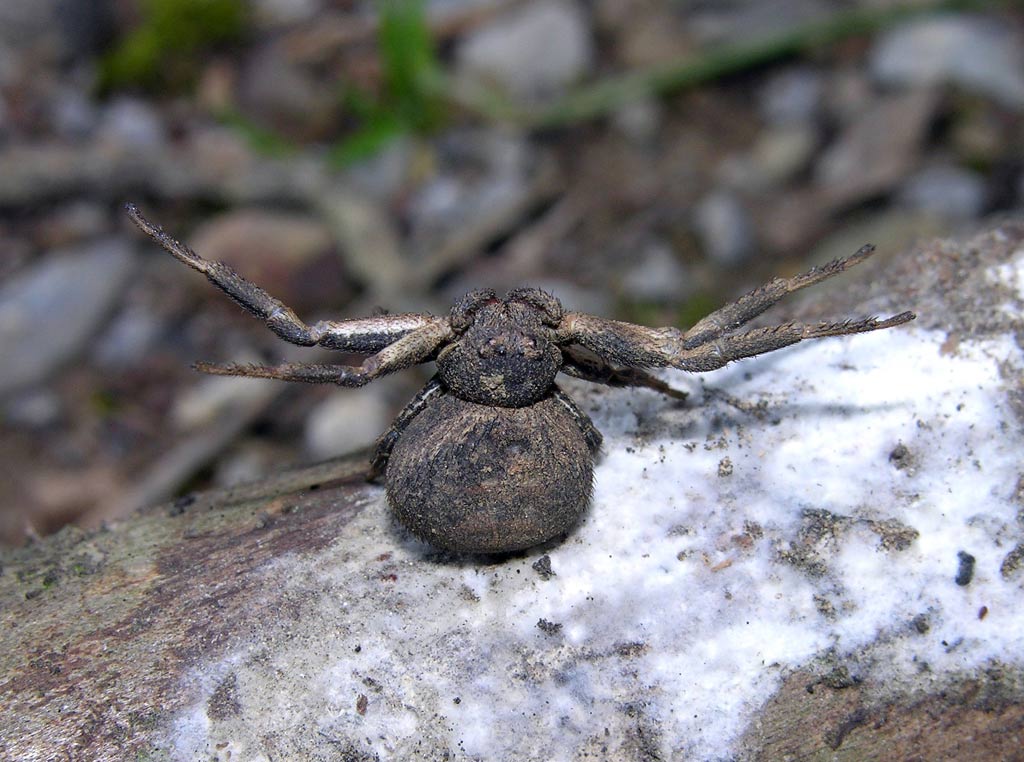 Ragno gladiatore (Xysticus (bufo?))