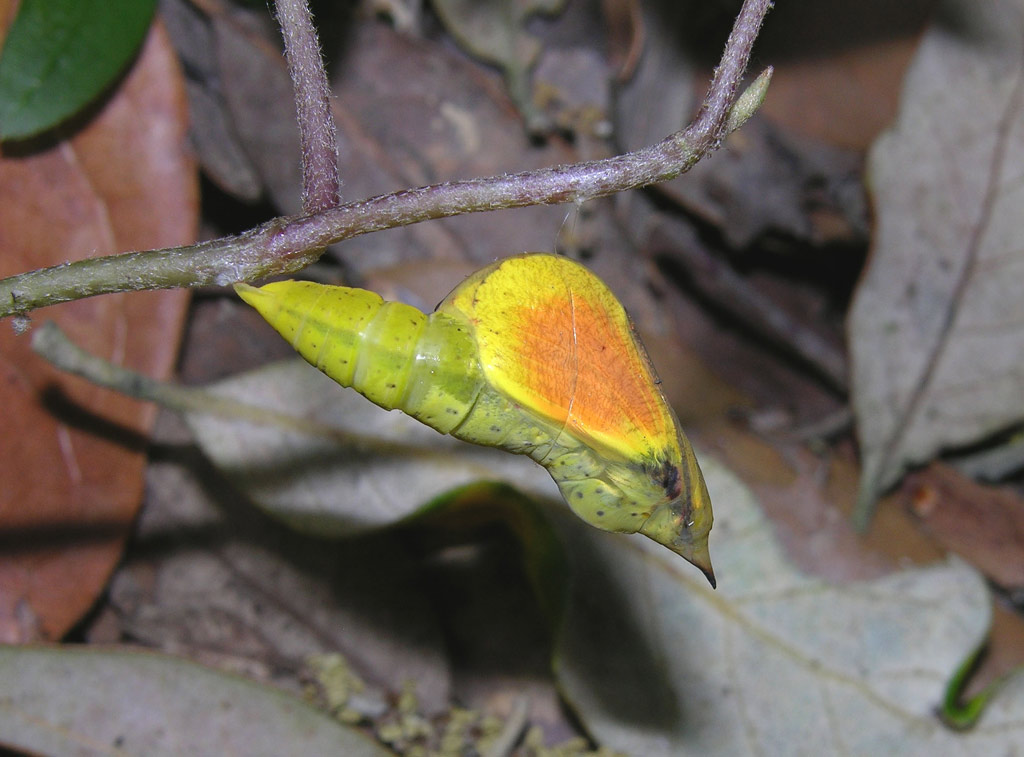 Crisalide di Gonepteryx cleopatra??