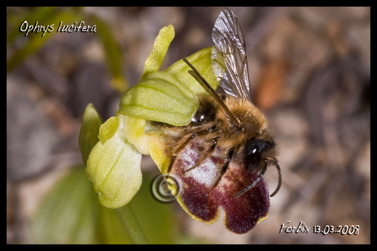 Impollinatore O.lucifera