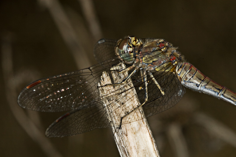 Sympetrum striolatum