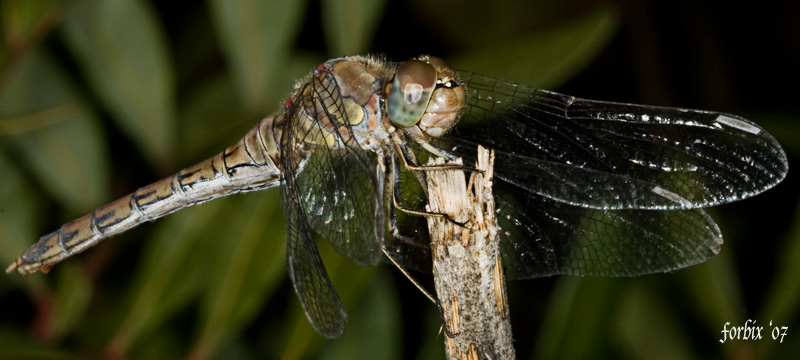 Sympetrum striolatum