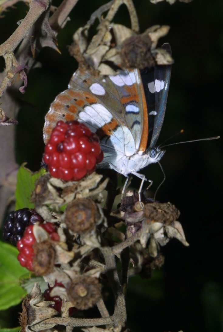 Limenitis reducta (2007)