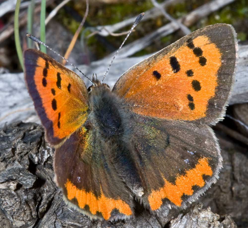 Lycaena phlaeas