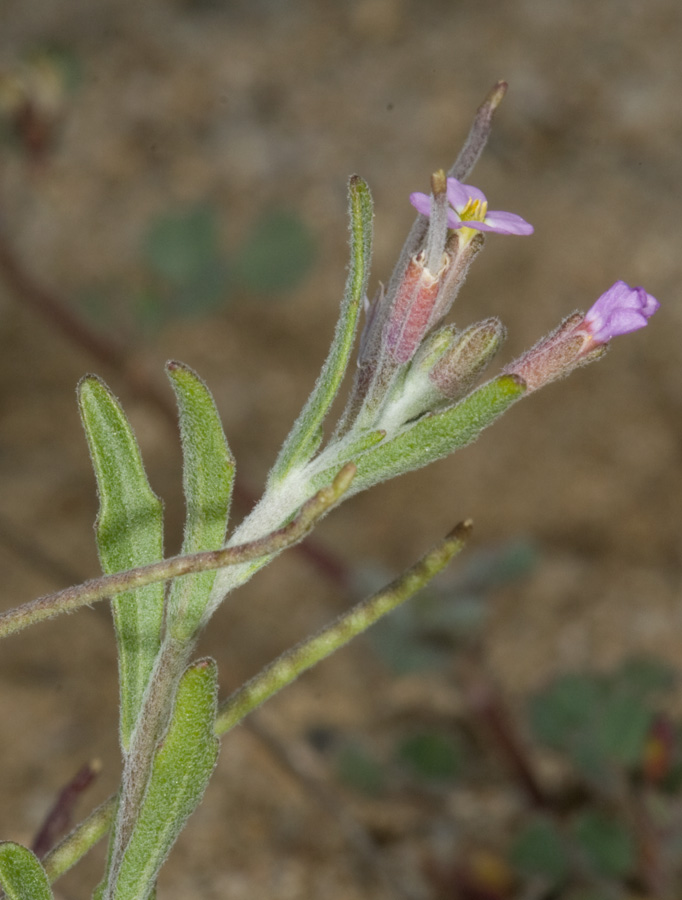 Malcomia ramosissima (Desf.) Thell. / Malcomia