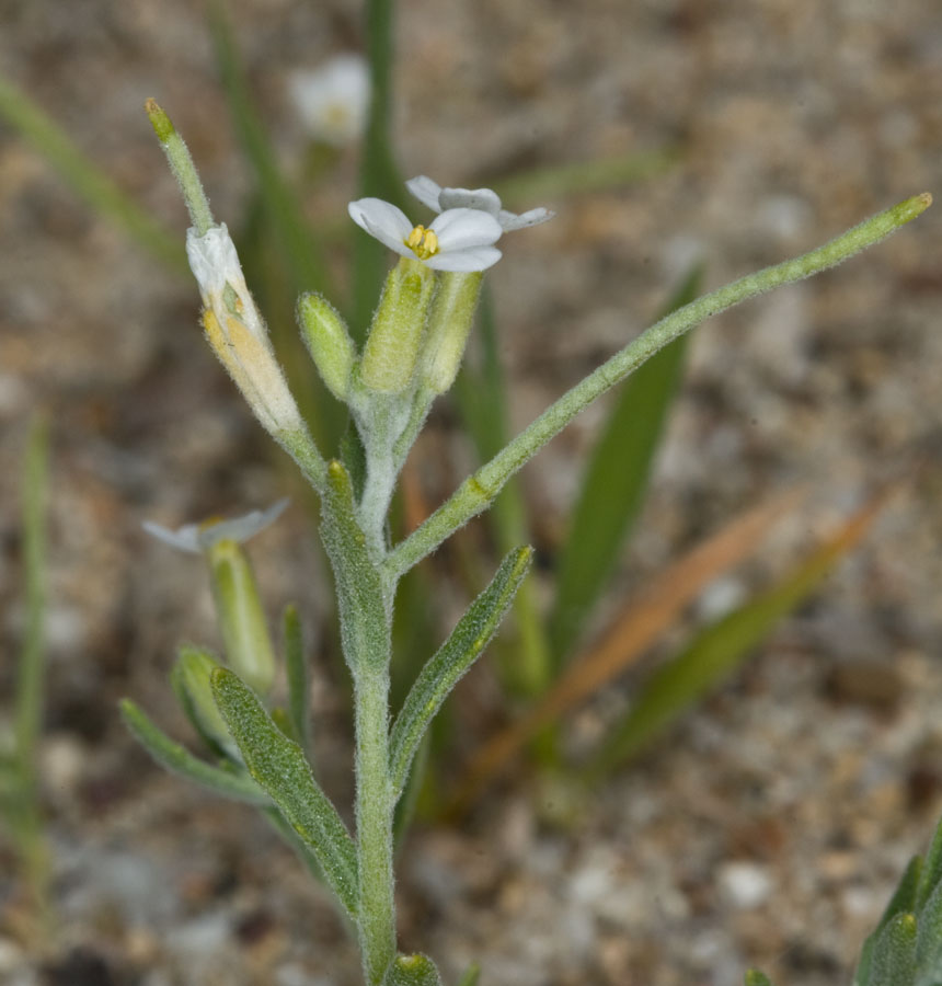 Malcomia ramosissima (Desf.) Thell. / Malcomia