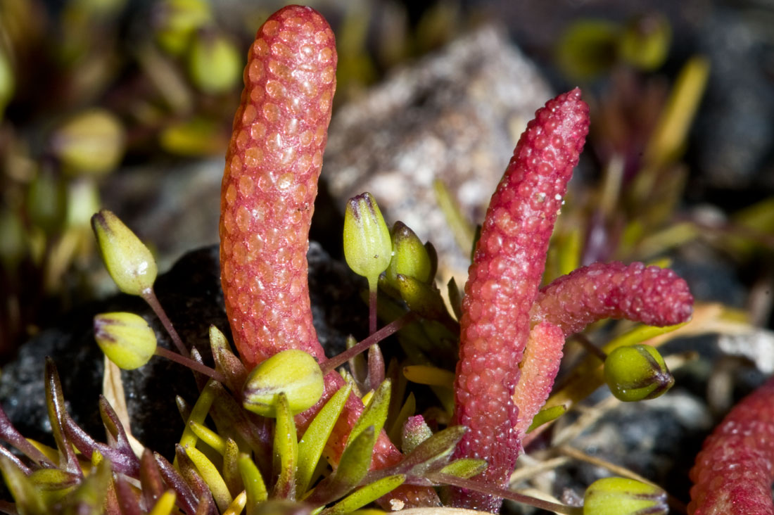 Mesembryanthemum nodiflorum / Erba cristallina stretta