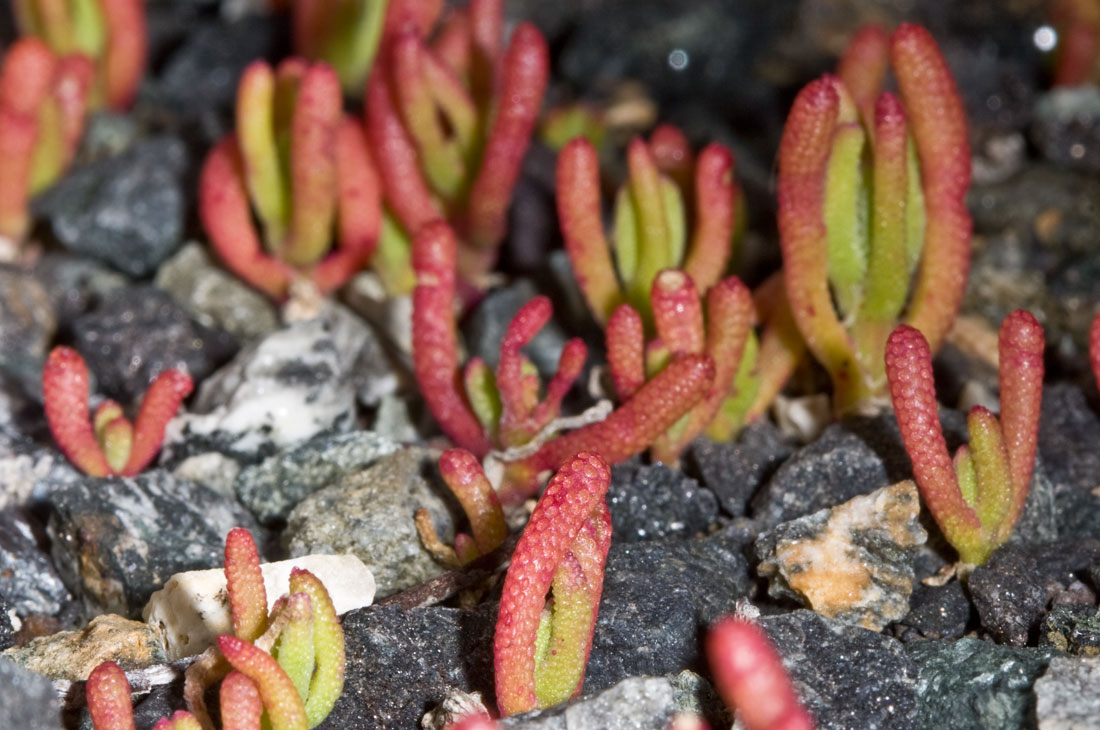 Mesembryanthemum nodiflorum / Erba cristallina stretta