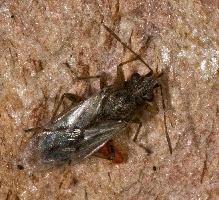 Nysius cf. graminicola