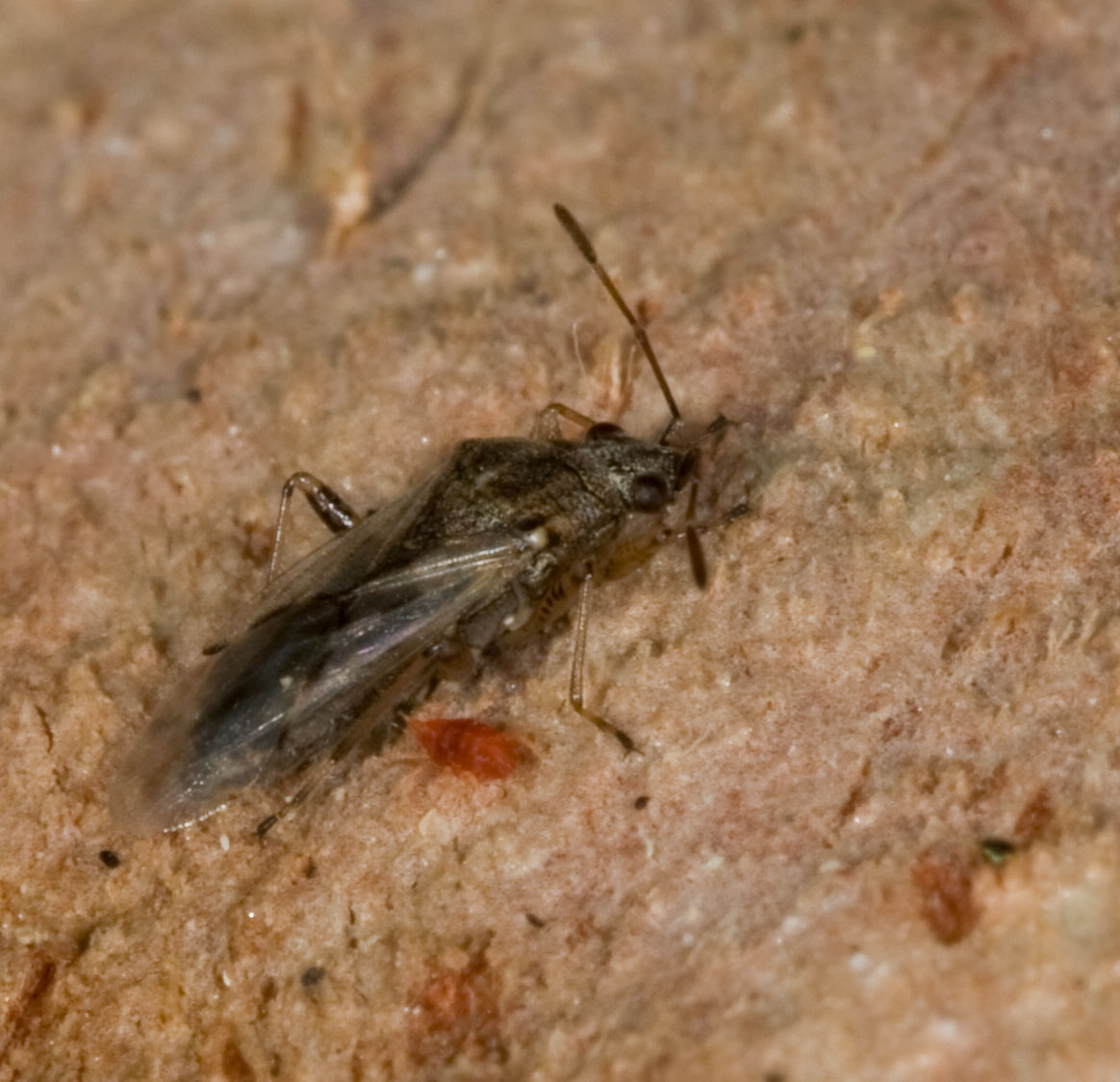 Nysius cf. graminicola