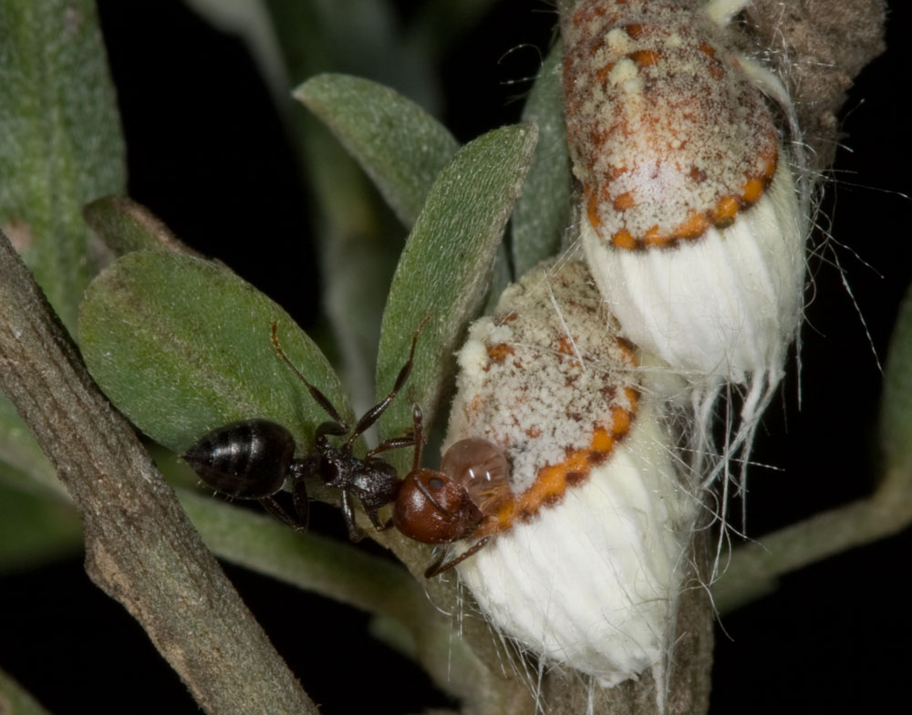 Pericerya purchasii ed il suo ospite! (Crematogaster)