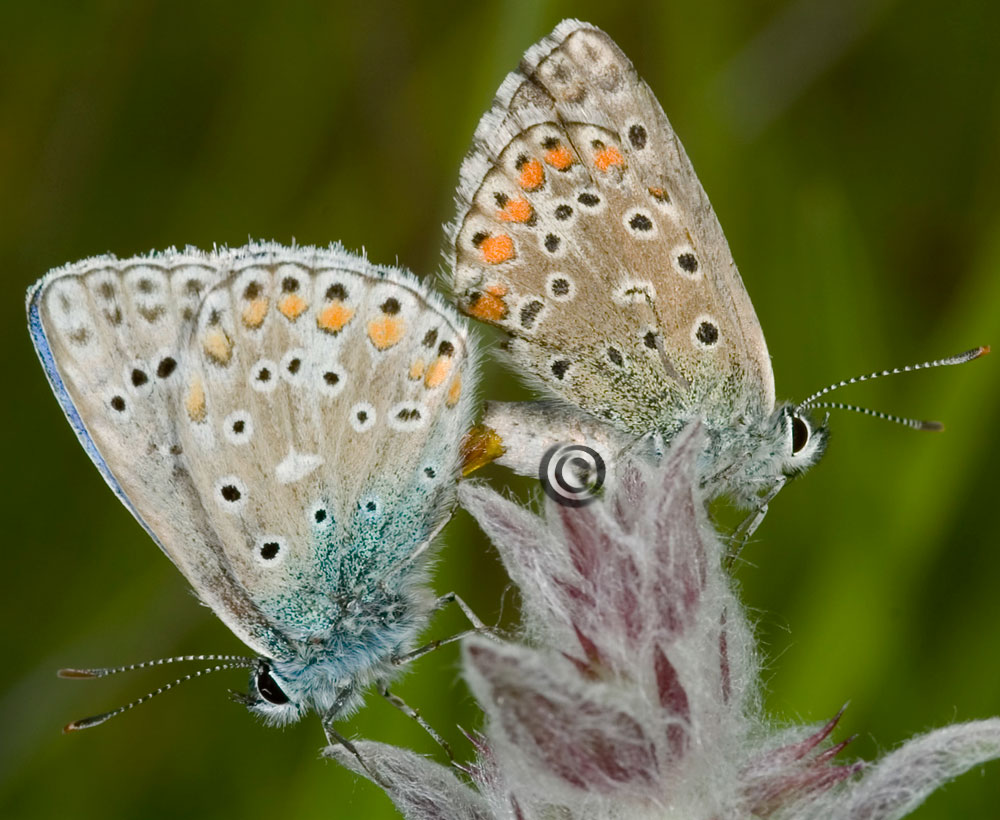 Polyommatus-icarus  (copula)