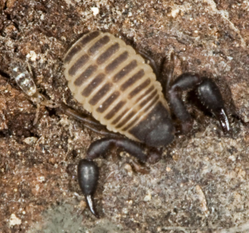 Pseudoscorpione, Cheliferidae