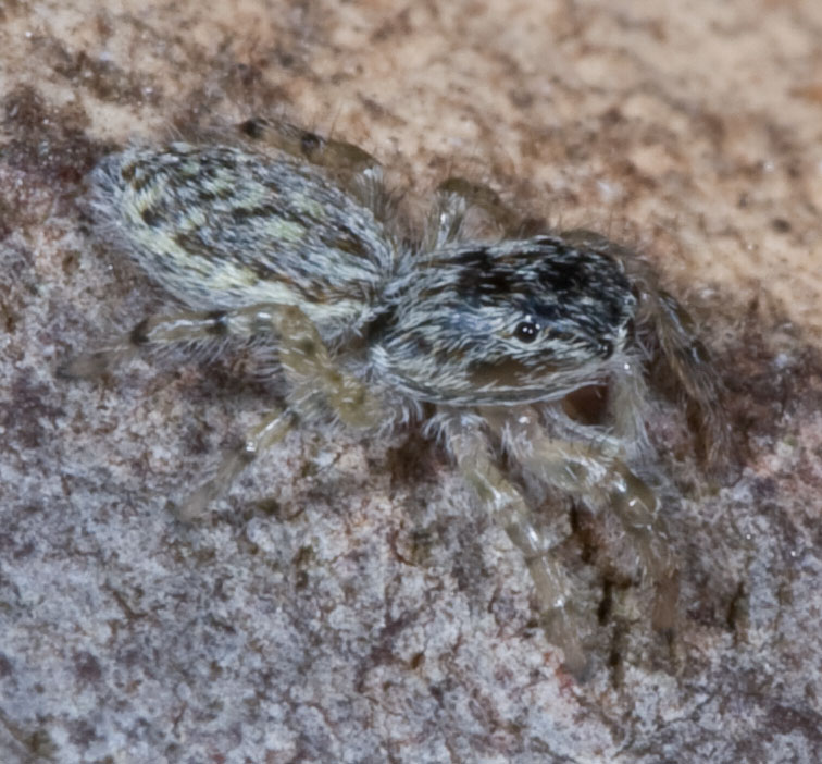 Salticidae: cfr. Pseudicius encarpatus