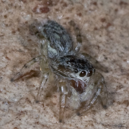 Salticidae: cfr. Pseudicius encarpatus