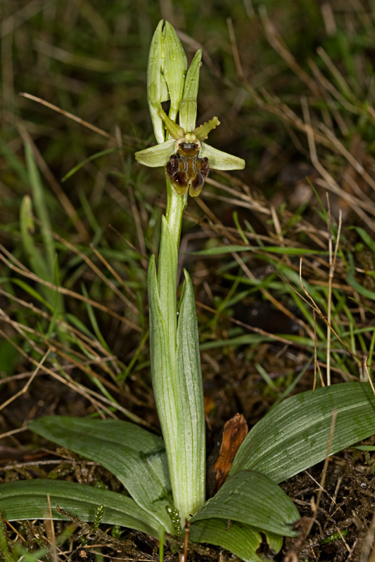 Ophrys sphegodes