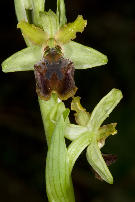 Ophrys sphegodes