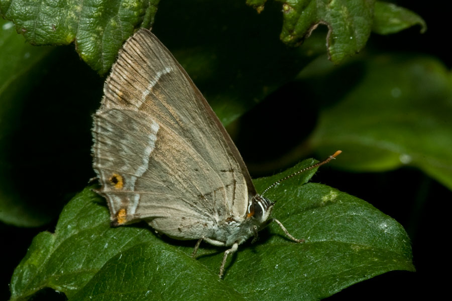 Quercusia quercus?