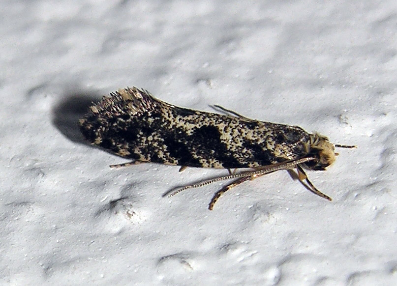 Trichoptera-phryganeidae??