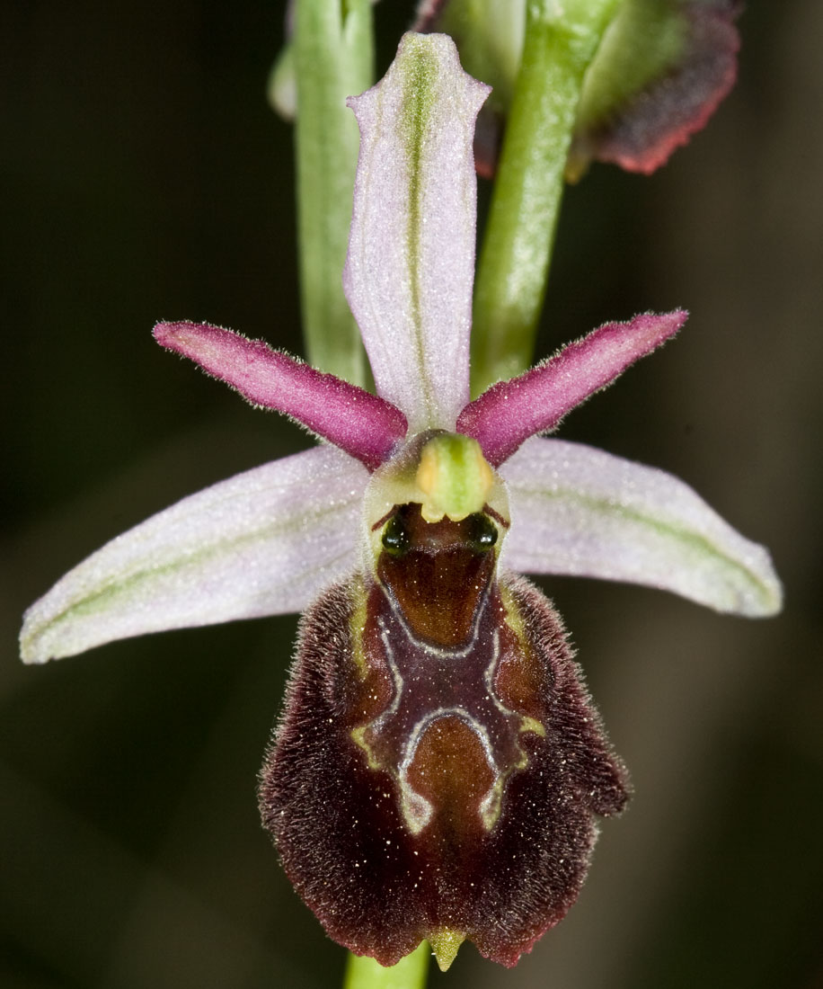 Ophrys exaltata Ten. subsp. tyrrhena  (ELBA)