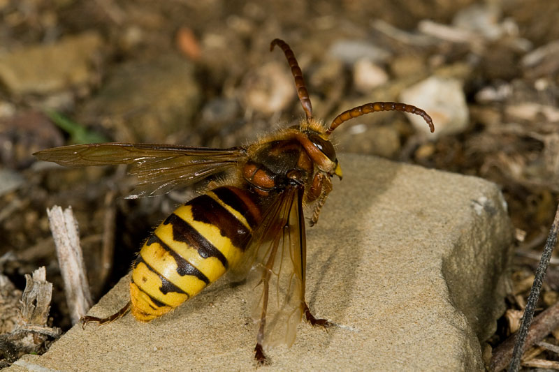 ...si tratta di vespa crabro?