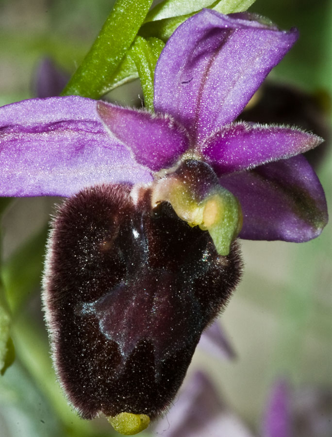 Ibrido: Ophrys bertolonii x Ophrys fuciflora