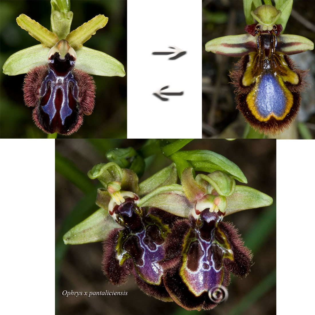 Ophrys x pantaliciensis