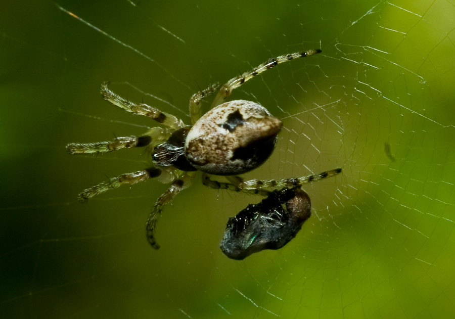 Cyclosa conica