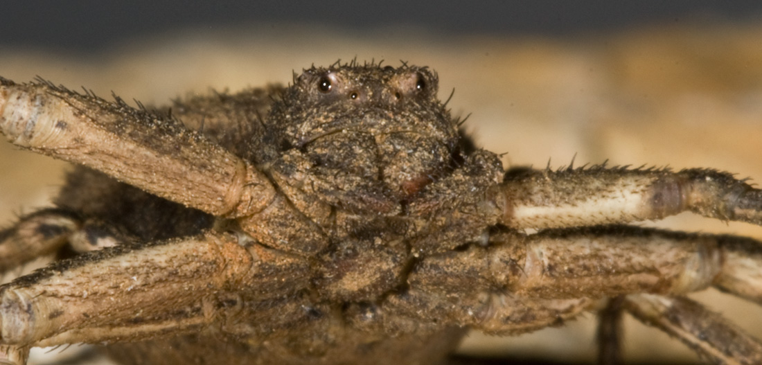 Ragno gladiatore (Xysticus (bufo?))